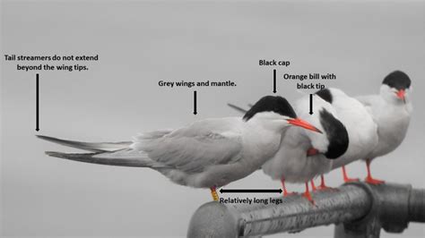 tern nude|Common Tern Identification .